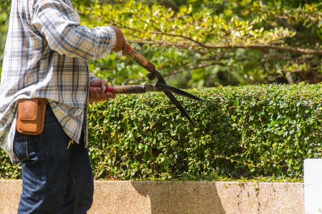 Garden Maintenance Weybridge, Oatlands, KT13